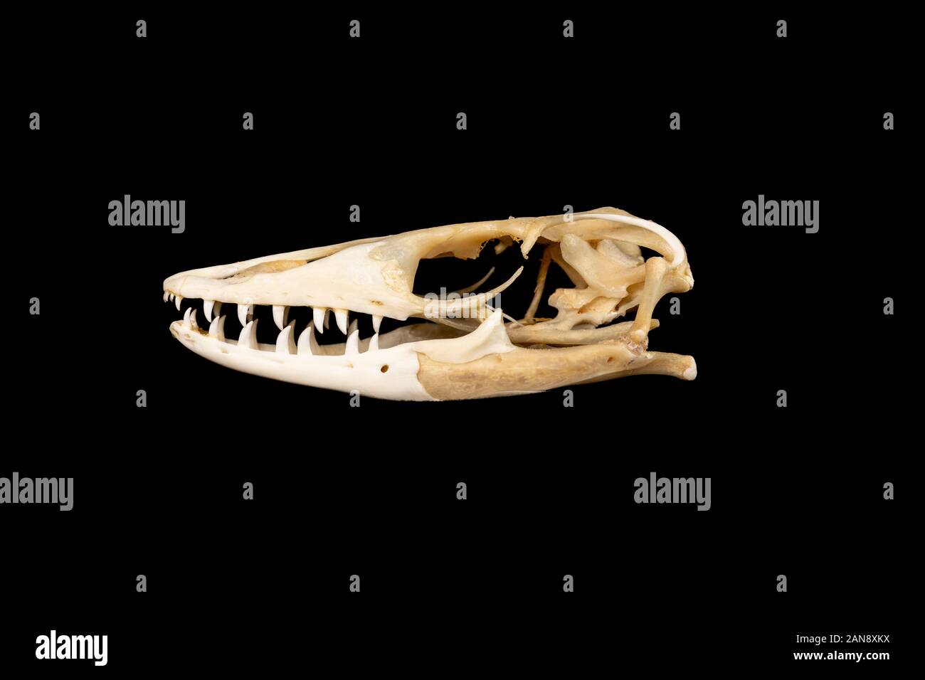 Asian water monitor skeleton hires stock photography and images Alamy