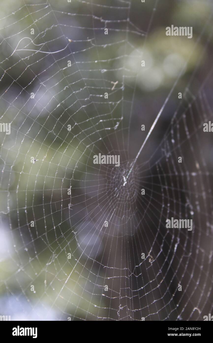 Spider net in a large window Stock Photo