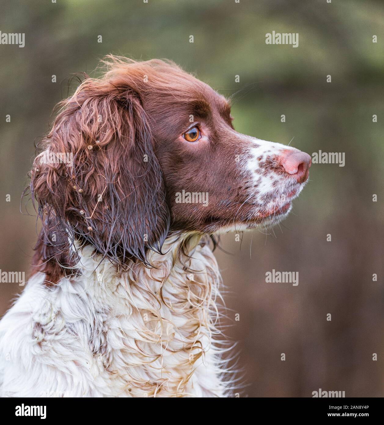 A young, 18 month old, English Springer Spaniel during a field training class Stock Photo