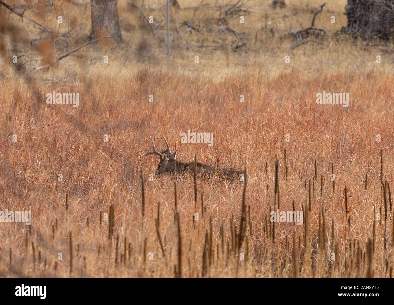 Buck Whitetail Deer in Colorado During the fall Rut Stock Photo - Alamy