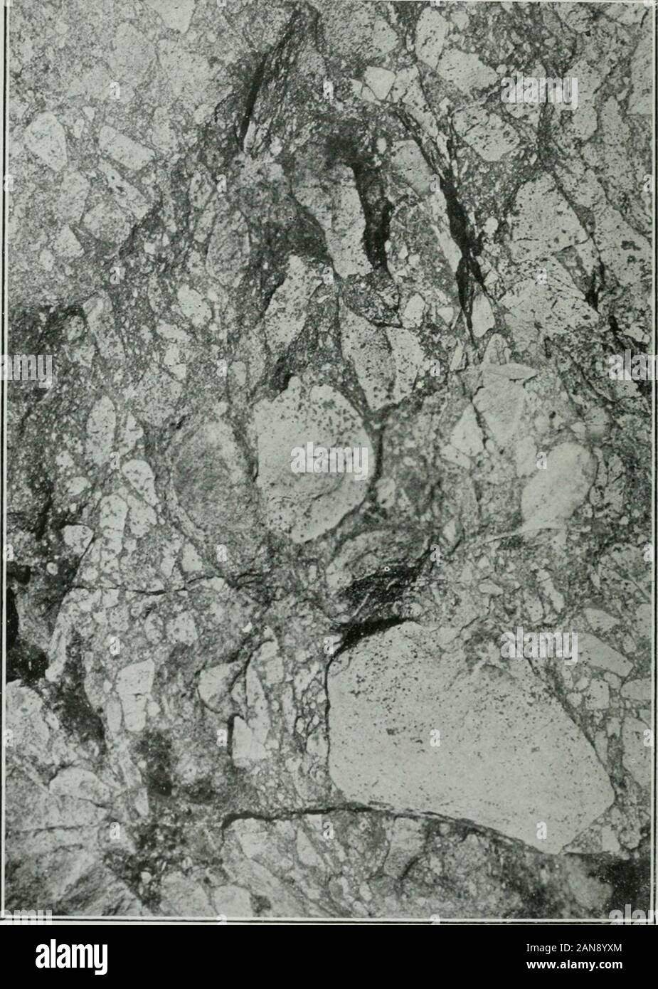 Annual report . garnets have been developed. The fragments vary from microscopic in size tothose which are eighteen inches or more in diameter. The outlines are angular, sub-angular or round, Fig. 30. They consist of felsite or rhyolite, devitrified glass showingflow textures, amygdaloid, fine-grained acid porphyries, quartz, feldspar, crystallinelimestone, slate, fine-grained greywacke or quartzite, and chert; sericite, calcite, garnetand biotite have been developed as secondary minerals. While some of the fragmental material is agglomeratic in character, other partsare more like normal congl Stock Photo