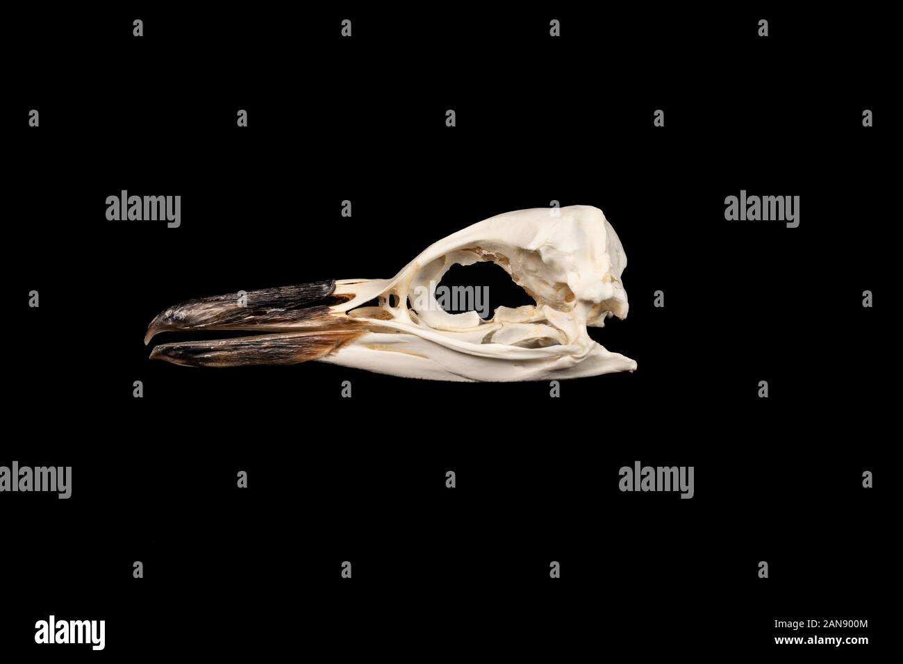 skull of a magellanic penguin - spheniscus magellanicus shown on the left side on a black background Stock Photo
