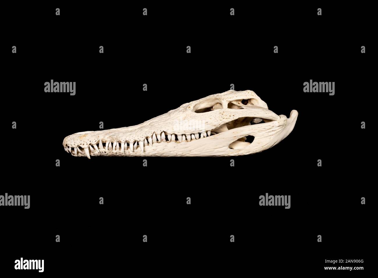 skull of a nile crocodile - crocodylus niloticus viewed from the left side on a black background Stock Photo