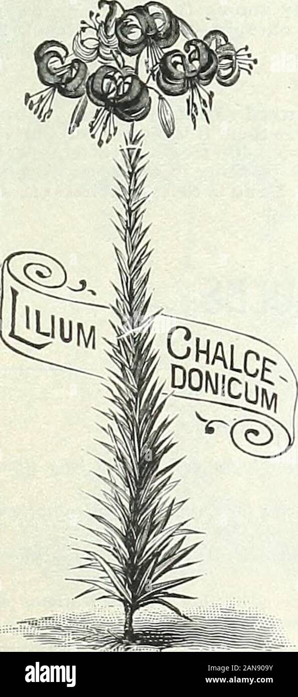 Bulbs, plants, and seeds for autumn planting : 1897 . LILIUM CANDIDUM.. Allies... (Continued). Batemanise. A Japanese Lily, growing from 3 to 4 feethit;lJ and producing bright apricot-tinted flowers; bloomsin July. 15c. each, $1.5u per doz. Brownii. One of the most beautiful Lilies; immensetnitapet-shaped flowers lu inches in length ; interior,pure white with chocolate colored anthers; exterior,brownish purple, easily grown in any light sandy loam ;it is also well adapted for pots. (.See cut.) 75c. each, $7.50per doz. Caudidnm. (Anniinoiatlon, Madonna or St. .Toseph Lily.)The well-known Garden Stock Photo