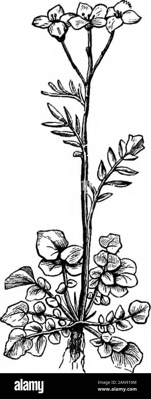 An Illustrated Encyclopaedic Medical Dictionarybeing A Dictionary Of The Technical Terms Used By Writers On Medicine And The Collateral Sciences In The Latin English French And German Languages 46 C Mrsuta Linnaeus