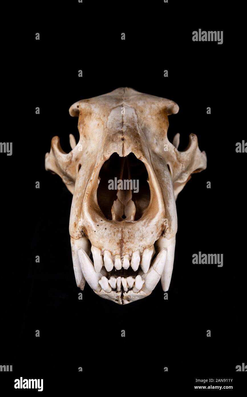 skull of a polar bear - ursus maritimus viewed from the right side