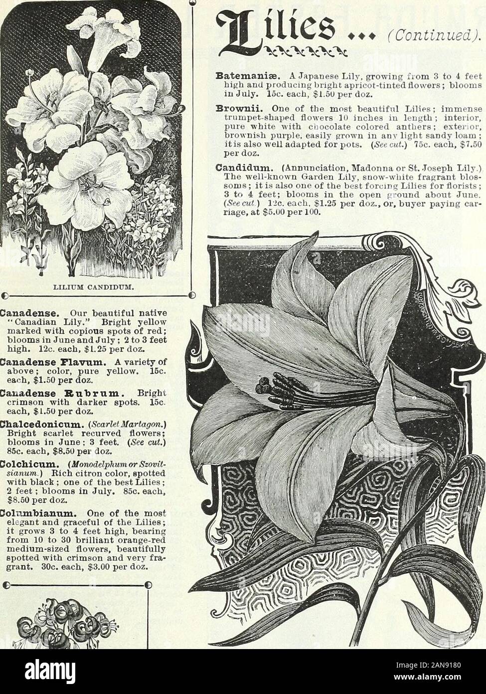 Bulbs, plants, and seeds for autumn planting : 1897 . e white, with a bandthrough each petal, onehalf of which is red and the other half yellow,entire flower beautifully spotted crimson. 60c. each, $6.00 per doz. Auratum Witteii. A magnificent Lily, immense flowers, widelyexpanded, color purest white with a wide yellow stripe through thecentre of each petal, often grows 6 feet high, very free-blooming,frequently bearing from 30 to 40 flowers on a stem. $1.25 each,$12.00 per doz. Auratum Platyphyllum. This is without a question one of themost wonderful Lilies in cultivation. The leaves are very Stock Photo