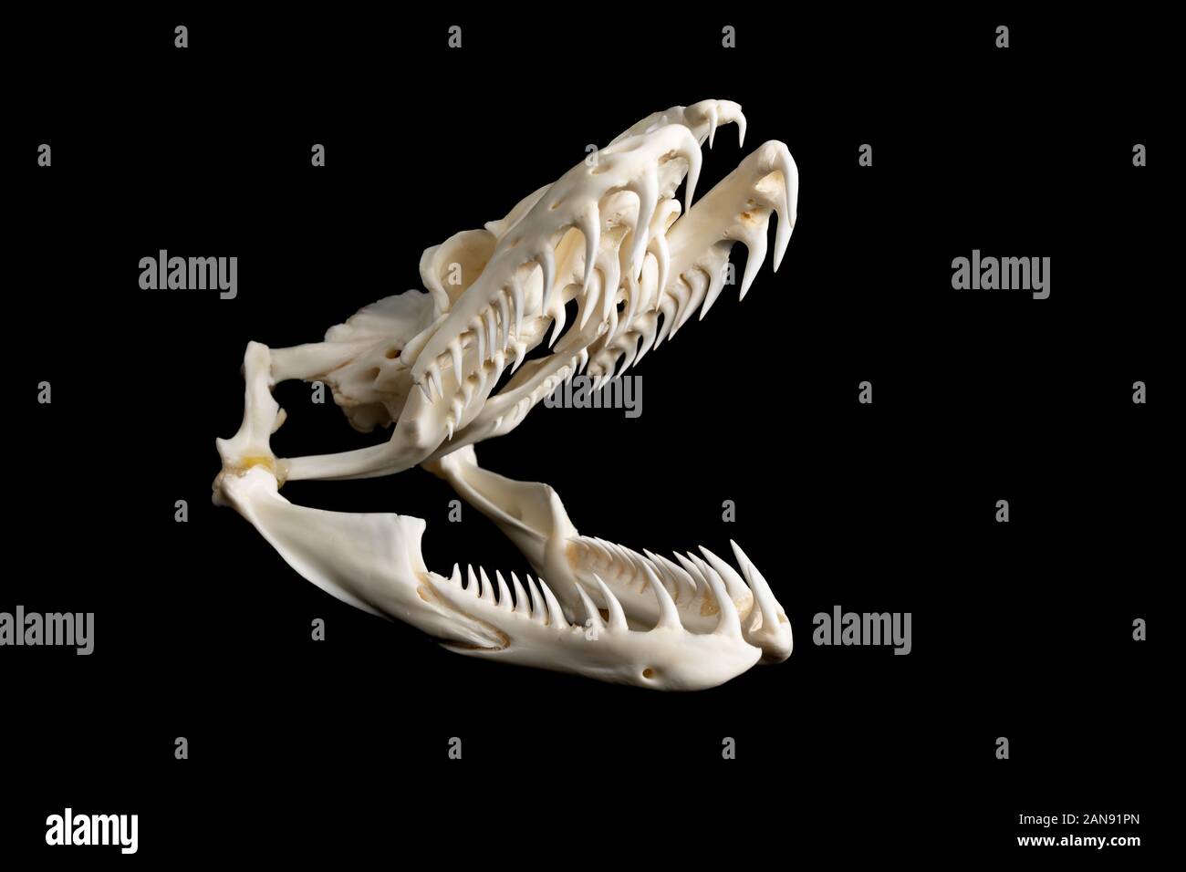 skull of a large reticulated python snake - malayopython reticulatus ...