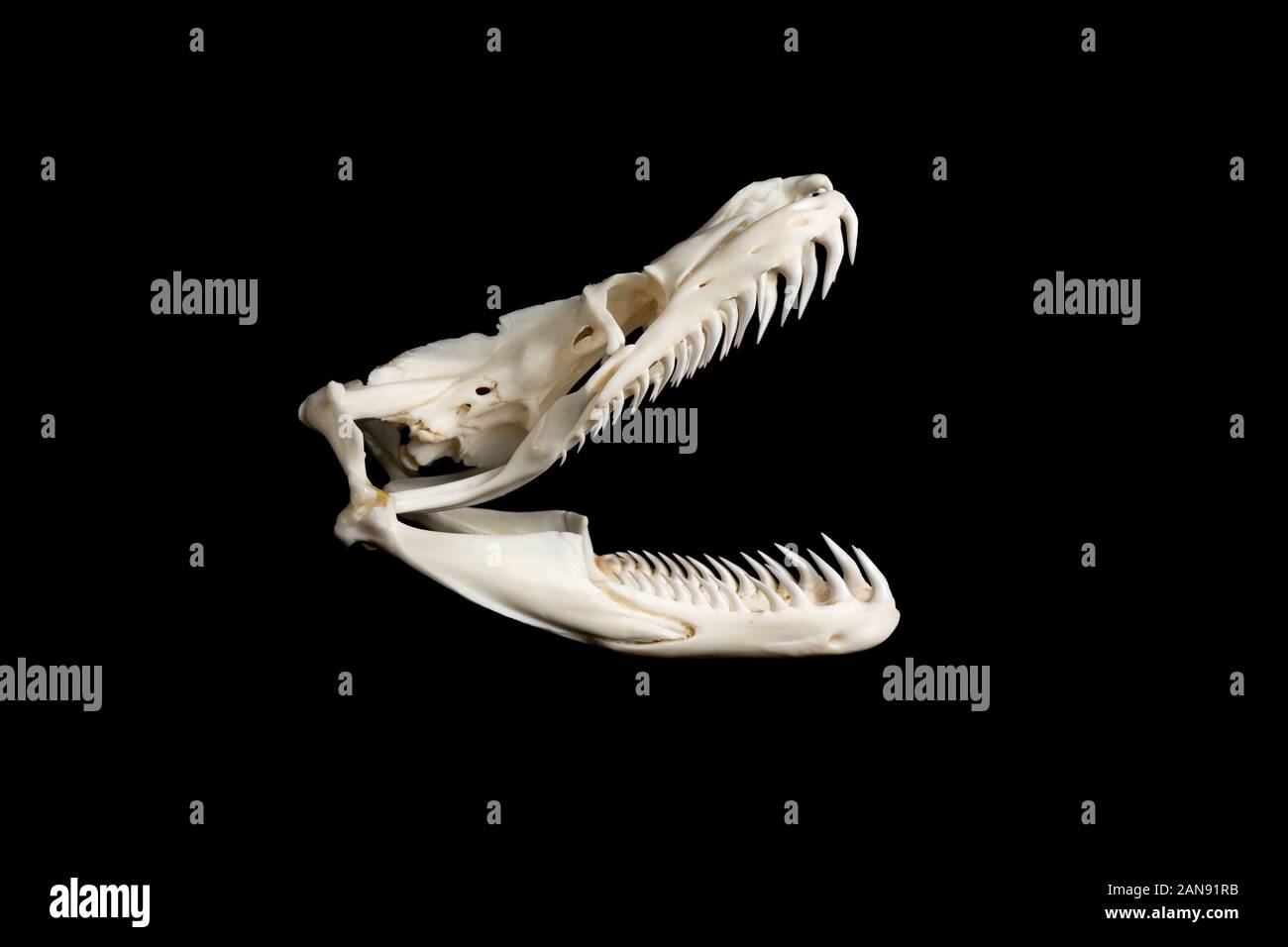 Python Teeth High Resolution Stock Photography and Images - Alamy