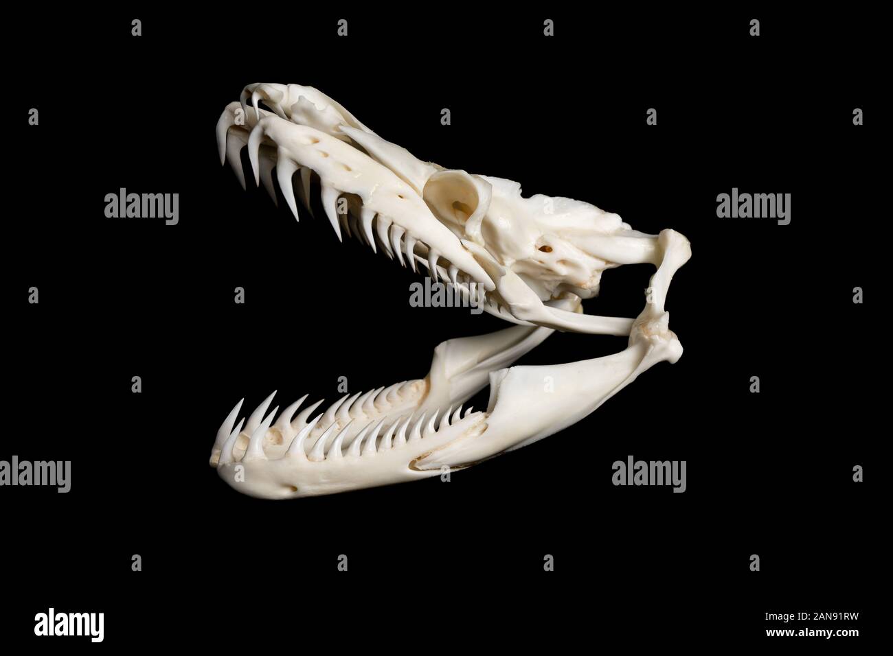 skull of a large reticulated python snake - malayopython reticulatus ...