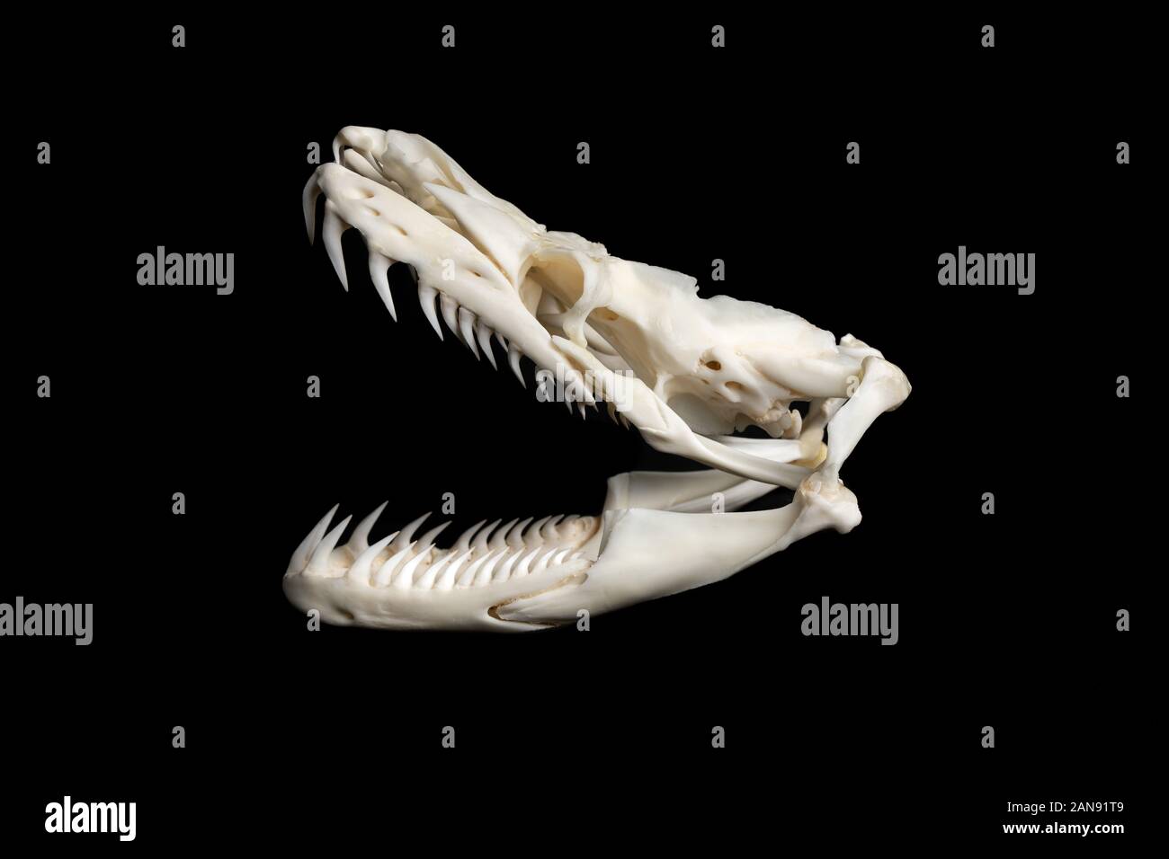 Reticulated Python Teeth