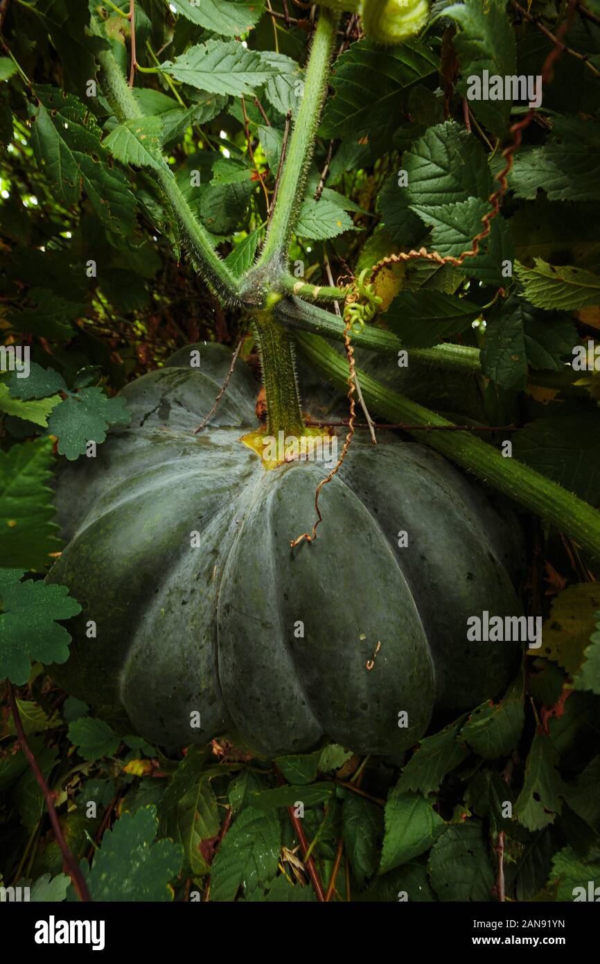 A green lonely young pumpkin lying on the ground surrounded by green ...