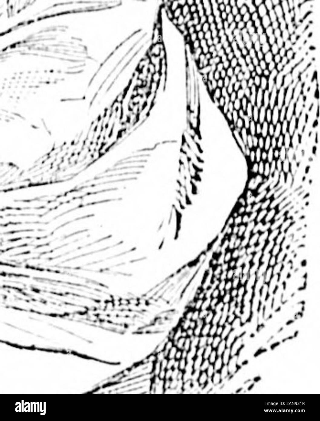 Daily Colonist (1894-07-28) .  BAIiY LARIYIEIIE. Fortunate and truly liaiipy aro allhomes where tne lialiy daily neuri.shedon life-giving Lactalod loin!. Father,mothers, brother. and sisters aduro thelittle home jewel fed on Laetated Food ;it is always healthy, hajipy, contented,and sleeps aweeth and well. No food inthe world for infants u.se has ever re-ceived such praise and commendationfrom parents and the beat physicians. Tho Rev. D. Lariviere, B. A., pastor of LKt,Ii30 dii Redeiuiiteur, CiiiithamSt., Montreal, writes aa follows : 1 am.seuding you a photo of one of your inauj-baby friends Stock Photo