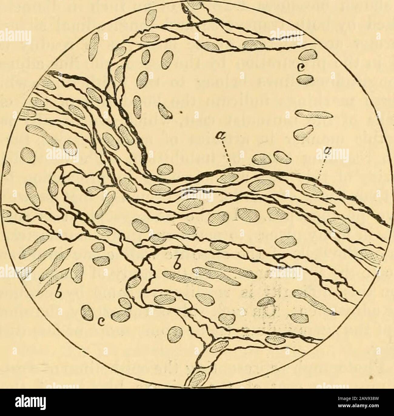 Quarterly journal of microscopical science . ial cells of the lowerwall come into focus in places, and so somewhat complicatethe representation. The stomata are abundantly present, butnone of them equal in size the largest shown in the last photo-graph ; in several places, moreover, black spots, similar to theother stomata in shape and size, may be observed in the cellboundaries. V. Photograph representing the stomata of a vein, 1-lOOOthof an inch in diameter, in the mesentery of the frog. Nega-tive No. 194, New Series. From preparation No. 3276,Microscopical Section. Magnified 400 diameters b Stock Photo