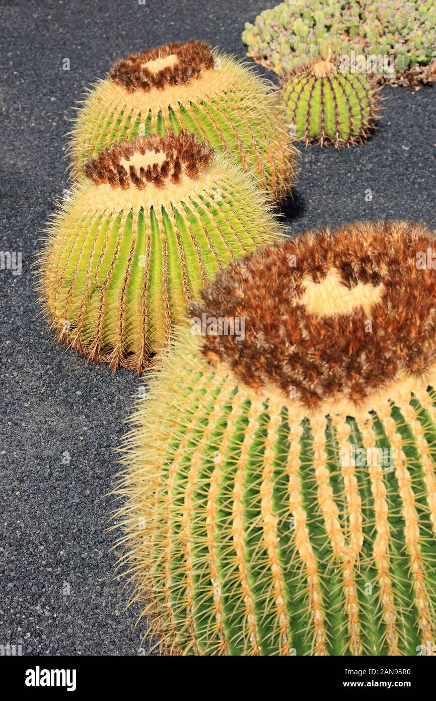 Golden Barrel Cactus, Echinocactus Grusoni Stock Photo
