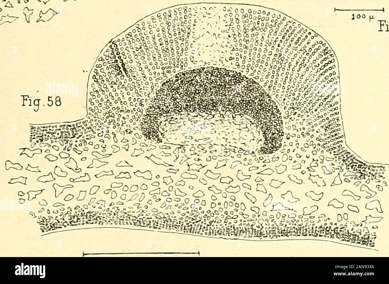 La flore algologique des rÃ©gions antarctiques et subantarctiques . â( Ã¯ig.55-. 500 n Curdiea RacovitzÅ Hariot. â Fig. 54, coupe transversale Ã travers la fronde â Fig. 58, coupe transver-sale Ã travers un cystocarpe : Ã lintÃ©rieur se voit la masse des carpuspores. â Fig. 59, coupe transversaledun cystocarpe aprÃ¨s la mise en libertÃ© des carpospores. se colore fortement par le bleu (fig. 57). Les spermaties sont allongÃ©es,leurs extrÃ©mitÃ©s arrondies ou lÃ©gÃ¨rement effilÃ©es. Cest le 8 janvier 1909 que nous avons recueilli sur le rocher delÃ©chouage du Â« Pourquoi Pas?Â» une fronde de C. Stock Photo