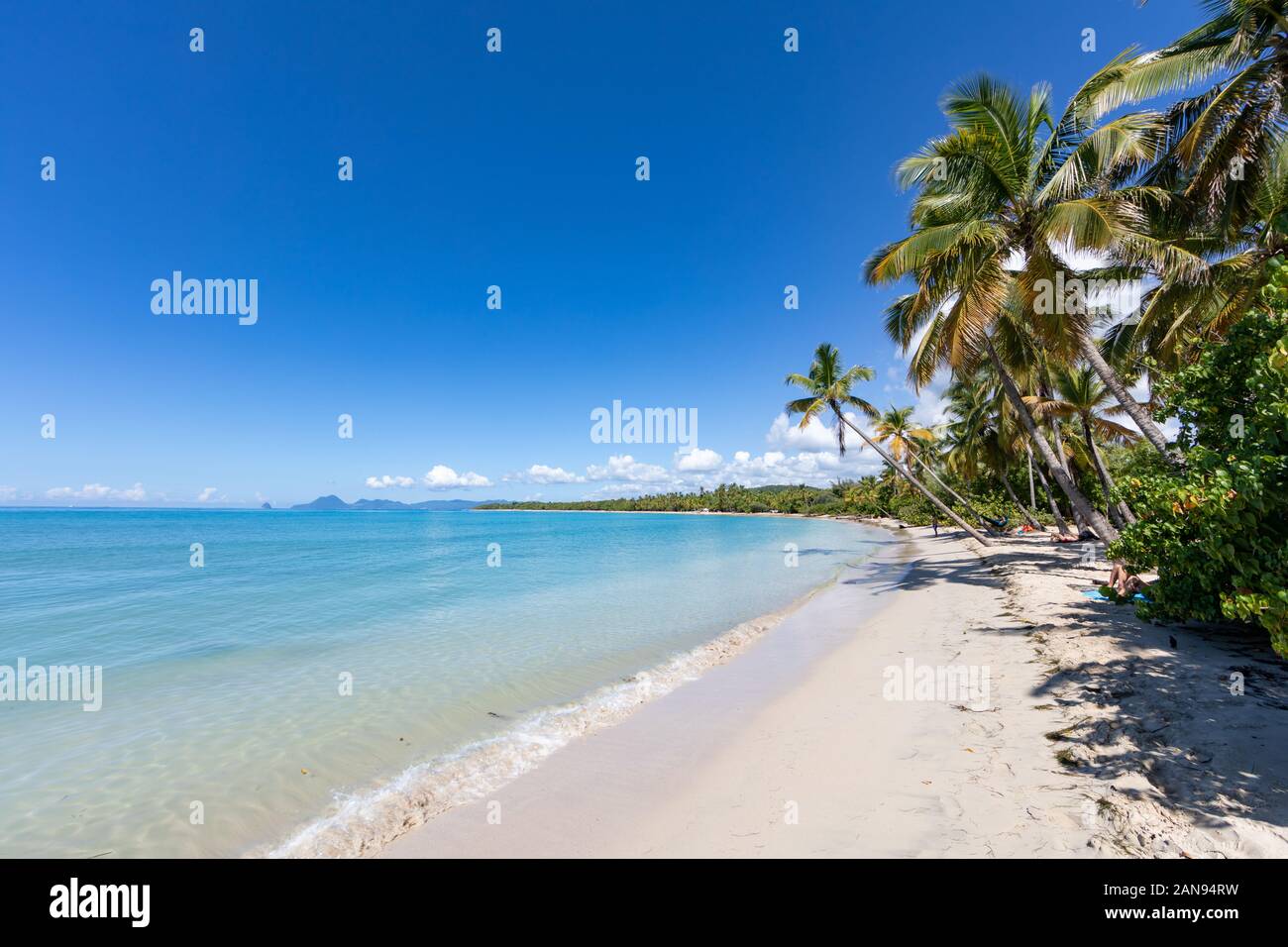 Sainte-Anne, Martinique, FWI - Leaning coconut palm trees in Anse Michel beach. Diamond rock (Le Diamant) in the back Stock Photo
