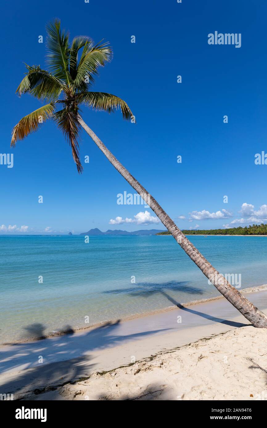 Sainte-Anne, Martinique, FWI - Leaning coconut palm tree in Anse Michel beach - Diamond rock (Rocher du Diamant) in the back Stock Photo