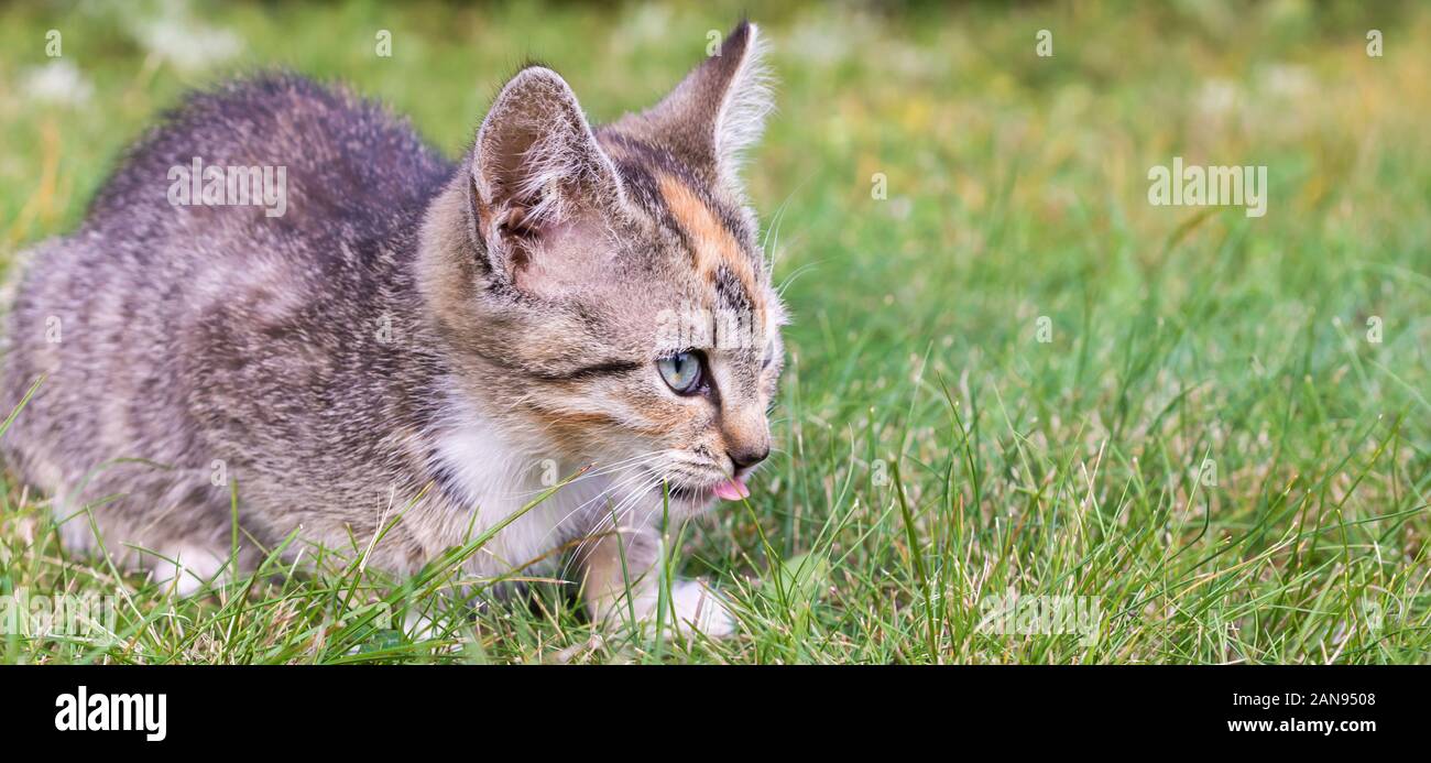 Little cat licks its mouth and sits in a meadow with copy space Stock Photo