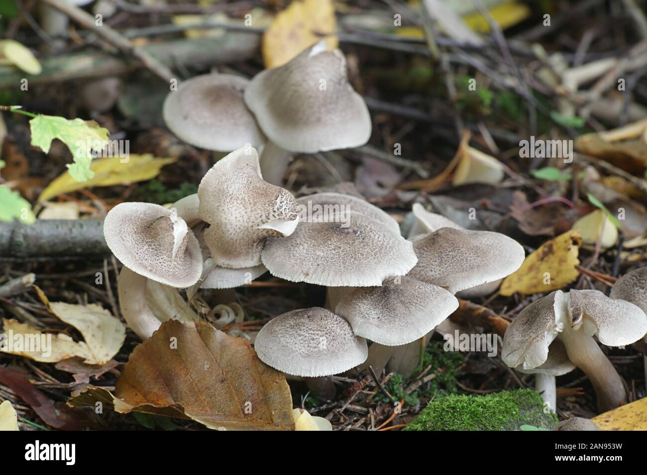 Tricholoma scalpturatum, known as the Yellowing Knight mushroom, wild mushrooms from Finland Stock Photo