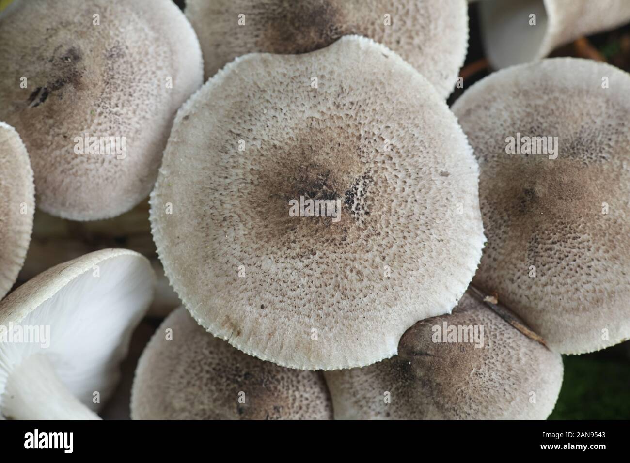 Tricholoma scalpturatum, known as the Yellowing Knight mushroom, mushrooms from Finland Stock Photo