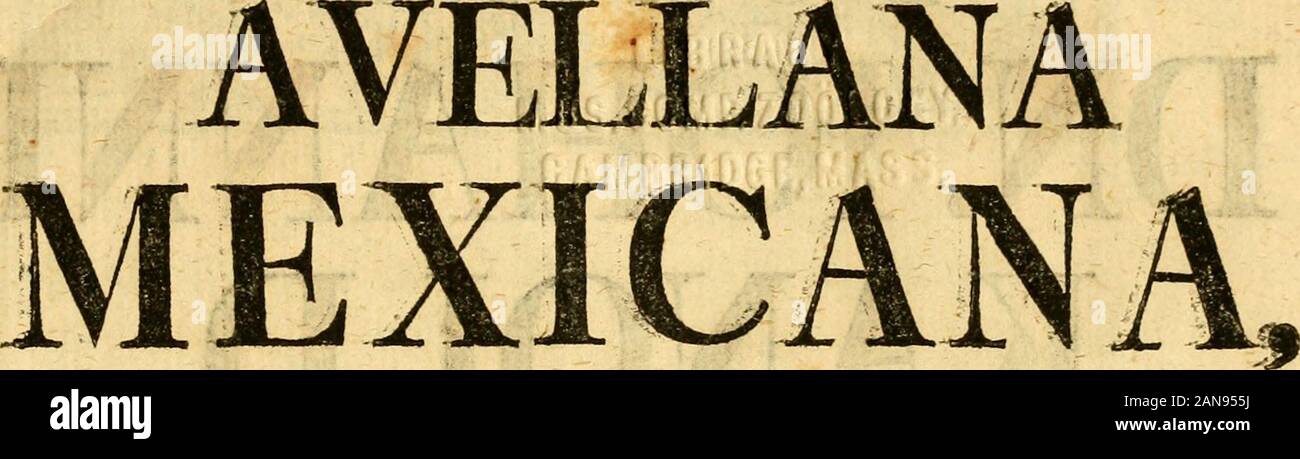Relatio brevis historico-botanico-medica de avellana Mexicana, vulgo cacao . MC7 UB^^Af^Y i /..-?? /. ?• C (- / ^ -^-r^^i.l- 1 Aa ? ^ .r .-^- 4 . ?•?/? ^, gpAvW. TVLGOrelatiobrevishis00brkm Stock Photo