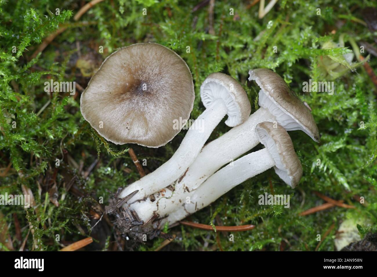 Hygrophorus pustulatus, a grey woodwax mushroom from Finland Stock Photo