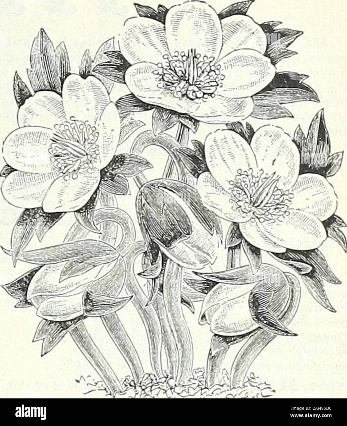 Bulbs, plants, and seeds for autumn planting : 1897 . most beautifulAmerican plants, perfectly hardy, grow-ing and flowering profusely in partiallyshady nooks about the lawn, undertrees, etc. The flowers are large, of thefinest white, chjingiug in a few days tosoft rose; if grown several in a pot itmakes one of the best white winterflowers. {See ad on page 4:6.) 5c. each,50c. per doz., ?3.75 per 100. Sessile Californicum. A beautifulvariety with mottled foliage. Flowerspiire white. 10c. each, $1.00 per doz. Johusonii. New pink variety. {.See?iovdluS, page 9.1 = = TRITONIA. = = Exceedingly brig Stock Photo