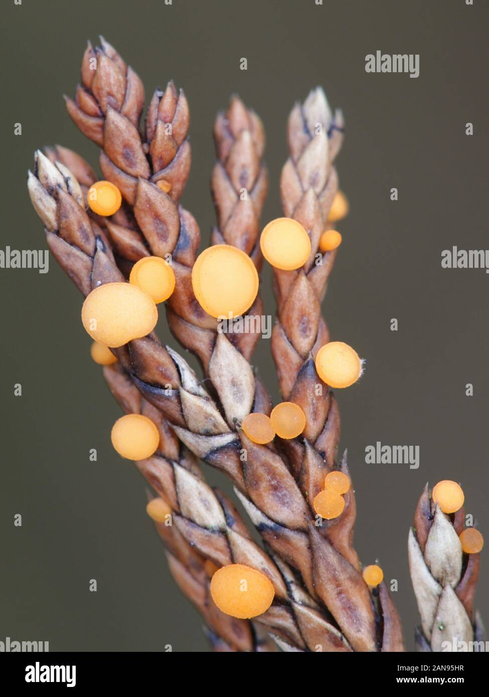 Pithya cupressina, known as juniper disco fungus, wild mushrooms from Finland Stock Photo