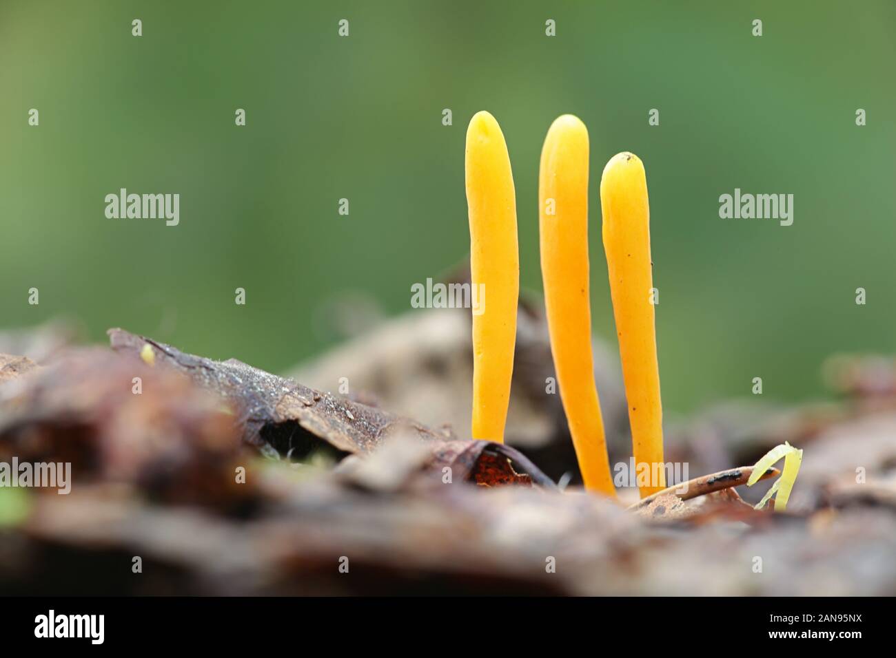 Clavulinopsis helvola, golden club fungus, wild mushrooms from Finland Stock Photo
