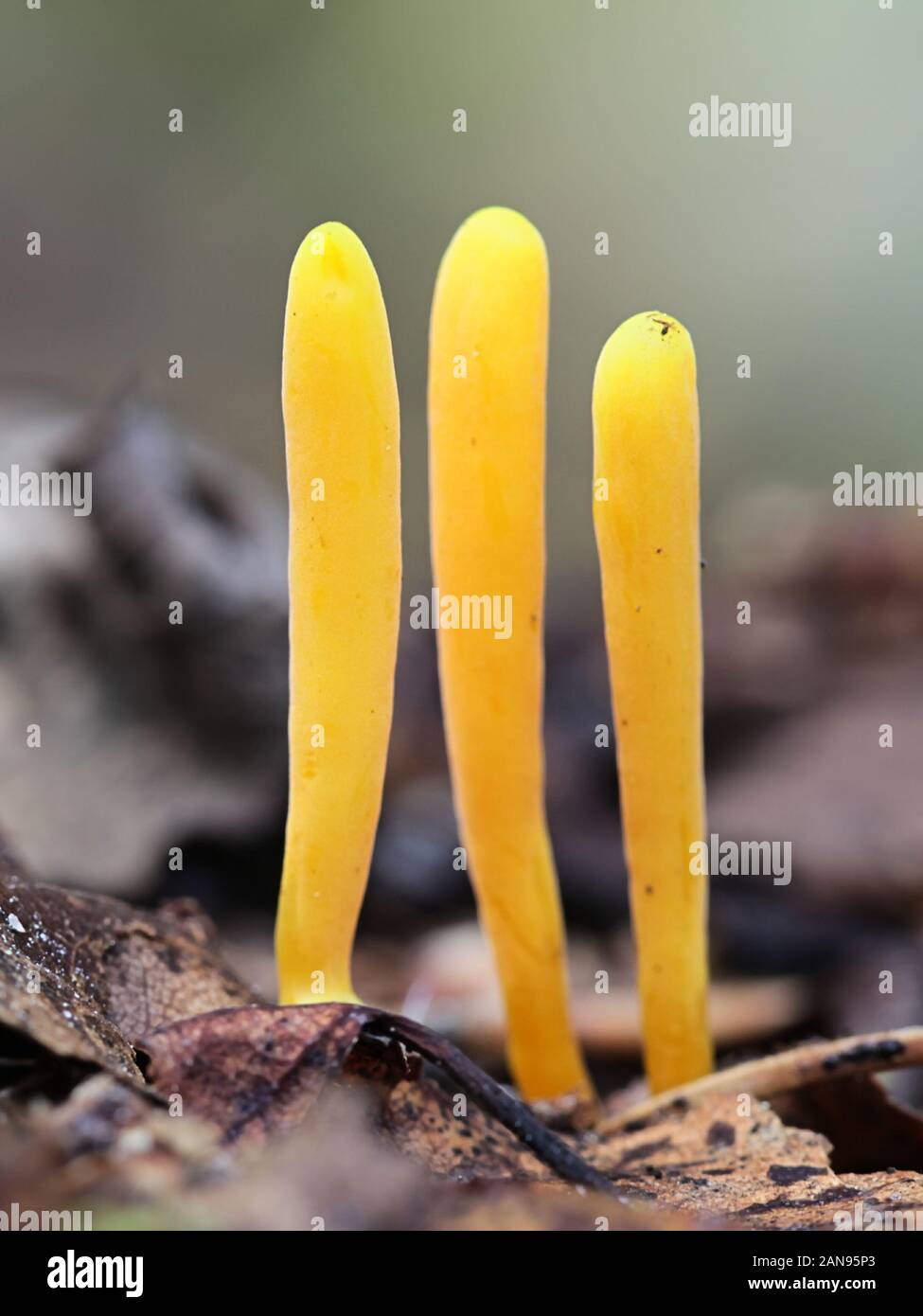 Clavulinopsis helvola, golden club fungus, wild mushrooms from Finland Stock Photo