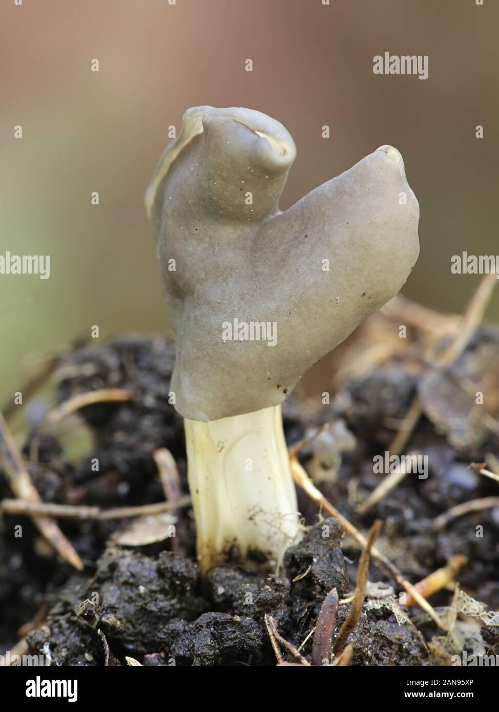 Helvella lacunosa, known as the slate grey saddle or fluted black elfin saddle, mushrooms from Finland Stock Photo