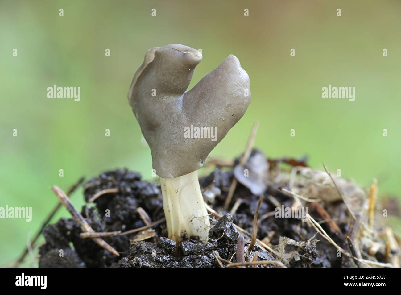 Helvella lacunosa, known as the slate grey saddle or fluted black elfin saddle, mushrooms from Finland Stock Photo