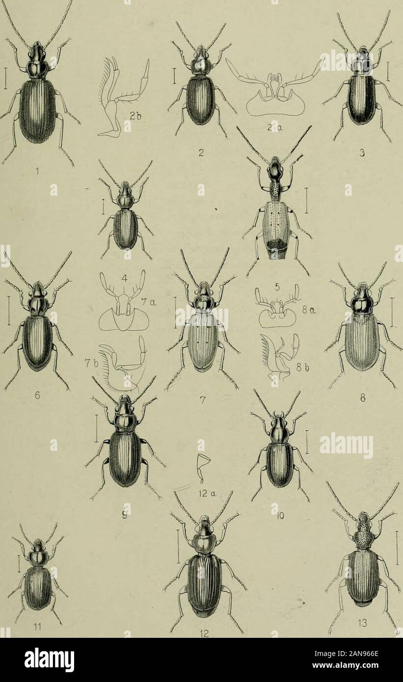 The Coleoptera of the British islandsA descriptive account of the families, genera, and species indigenous to Great Britain and Ireland, with notes as to localities, habitats, etc . TKICAMBWOGE SDENIiriC INSTOMEW CCMPWY E WILSON OEL , REEVE tCO, LONDON PLATE XX. Fig. 1. Trechus rubens, F. 2. ,, minntu?, F. 2a. „ „ labium. 2b. ,, ,, maxilla. 3. „ livularis, Gyll. 4. „ secalis, Payl. 5. Odacantha melanura, Payh. 6. Patrobus excavatus, Payk. 7. „ septentrionis, Dej.7a. ,, „ labium.7b. „ ,, maxilla, 8. Pogoniis luridipeDnis, Germ.8ii. ,, „ labium.8b. „ ,, maxilla. 9. ,, littoralis, Duft. 10. „ cha Stock Photo
