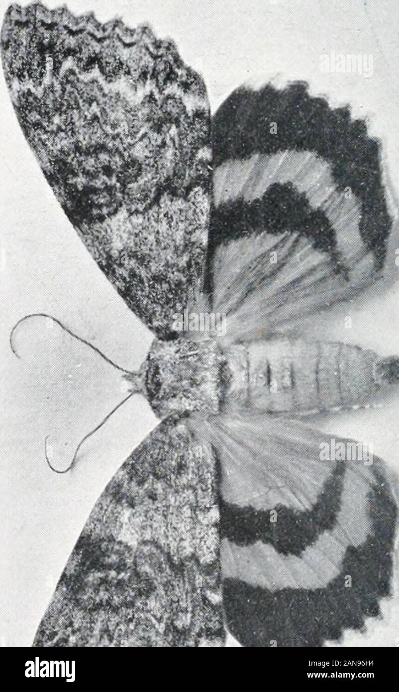 Black Moths In Ohio