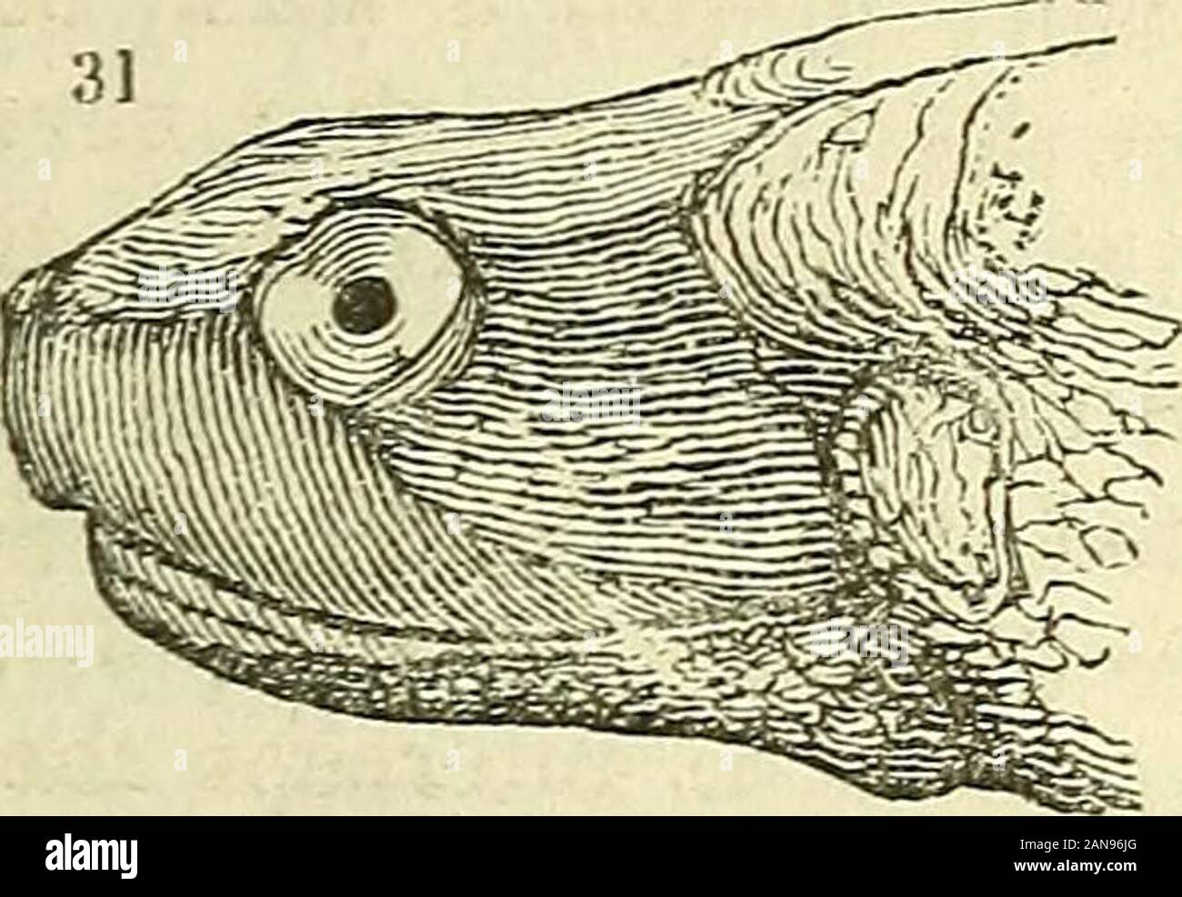 The natural history of fishes, amphibians, & reptiles, or monocardian animals . r bite.This, in short, is their only means of offence, while theyare protected from all enemies but man by the hardnessand compactness of the shell, into which they withdrawon the approach of danger. The food of these curiousreptiles is as various as their forms and habits. We shalltherefore shortly enumerate the principal divisions ofthe whole tribe, arranging them in the following order:—1. The TestudinidcB, or land tortoises; 2. The EmydcB, or freshwater tortoises ; 3.The ChelydridcB, or crocodiletortoises ; 4. Stock Photo