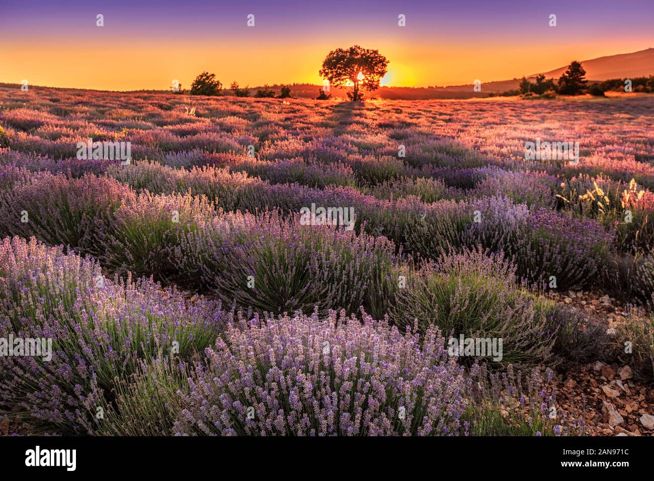 Beautiful image of lavender field Summer sunset landscape with single ...