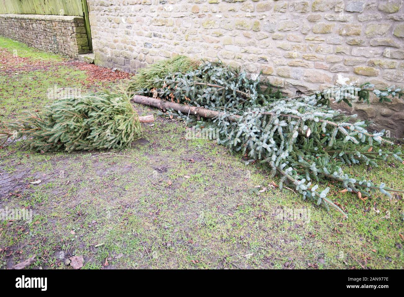 Christmas tree disposal Stock Photo Alamy