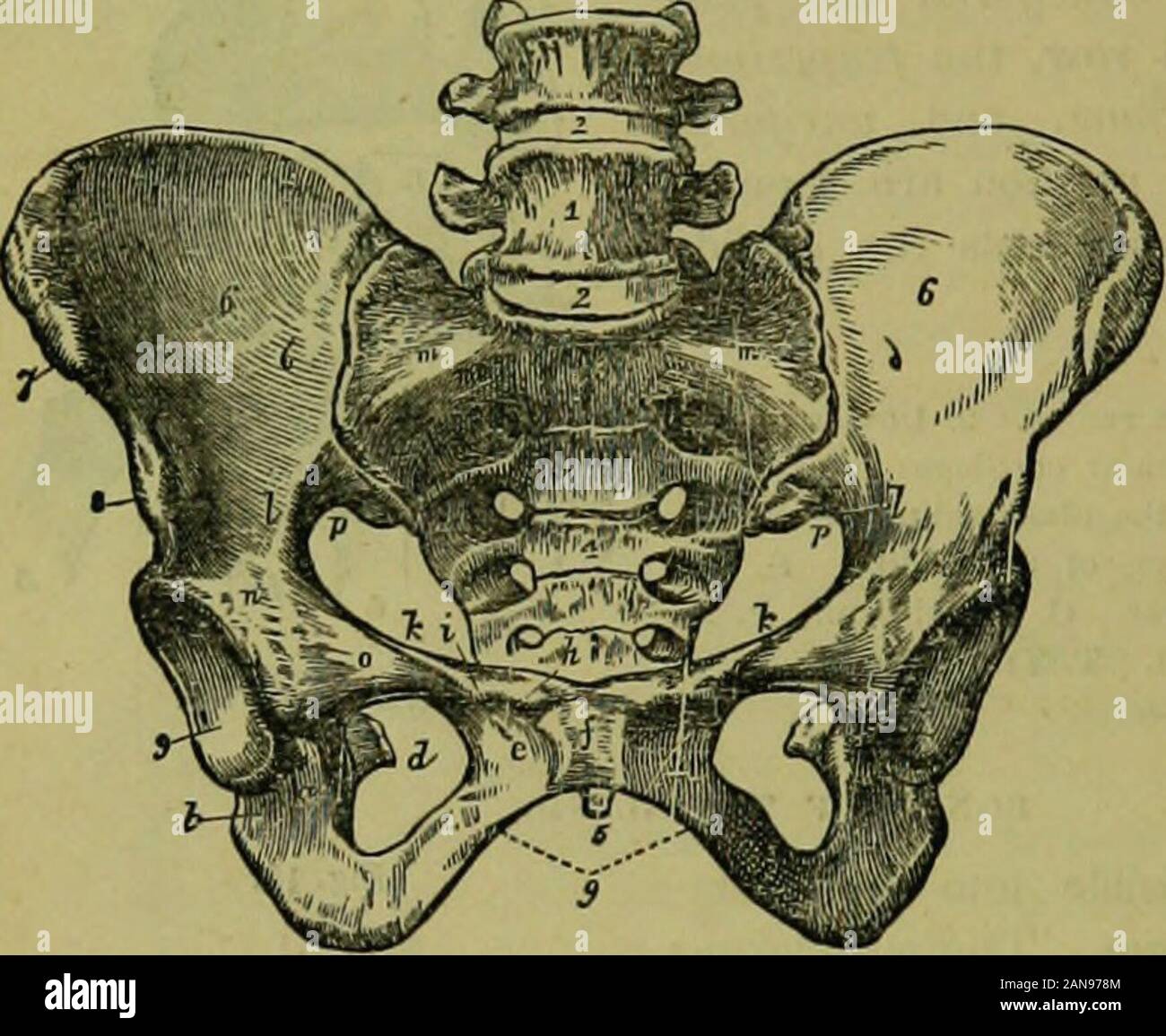 The hydropathic encyclopedia: a system of hydropathy and hygiene .. . ncal line; m, m, its prolongation to thf promontoryjf the sacrum. The brim of the true pelvis is represented by the liny ft, i, ft ft, 11, m mit. The ilio-pectineal eminence, o. The smooth surface which supports the femoral ves•els. p, p. The great sacro ischiatic notch. The pelvis is situated obliquely in relation to the trunk of the bod^r,the inner surface of the ossa pubis being directed upward to supportthe superincumbent viscera of the abdomen. Its cavity measures indepth four inches and a half posteriorly, three and a Stock Photo