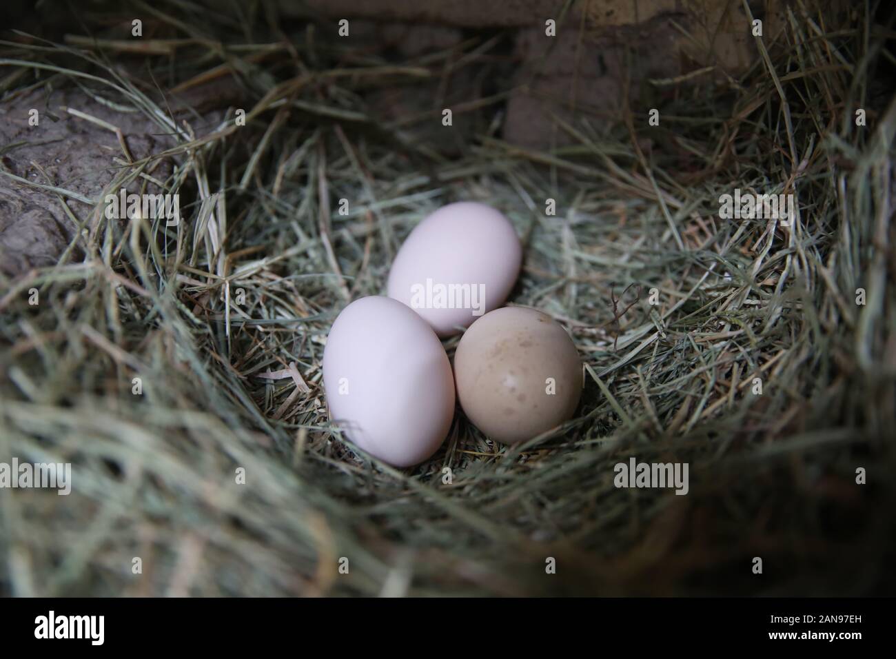 egg circle on straw fresh chicken eggs with nest, A pile of brown eggs ...