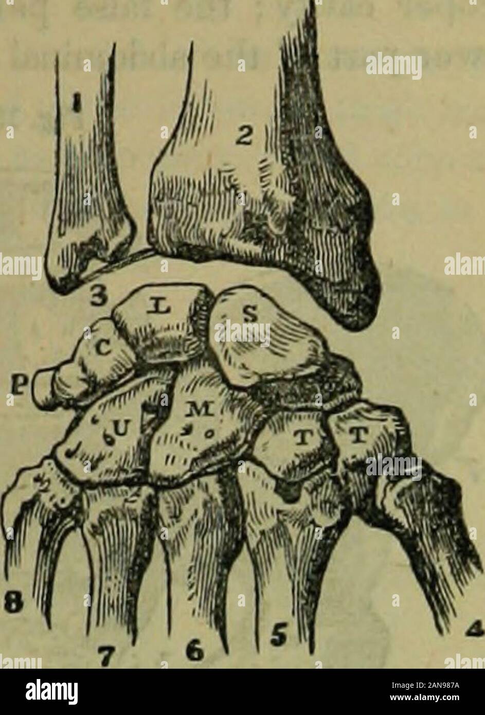 The hydropathic encyclopedia: a system of hydropathy and hygiene .. . loid process of the ulDa, and to the marginof the articular surface of the radius. S Thescaphoid. L. Semilunar. C. Cuneiform. P. Pi-siform. T. Trapezium. T. Trapezoides. M. Osmagnum. U. Unciforca. BONES OF THE HAND. These are divisible into the meta-carpus and phalanges. The metacarpusis composed of the five long bones be-tween the fingers and wrist; that per-taining to the thumb is one third shorterthan the others. The phalanges arethe finger bones; they are fourteen innumber, three belonging to each finger,and two oo the t Stock Photo