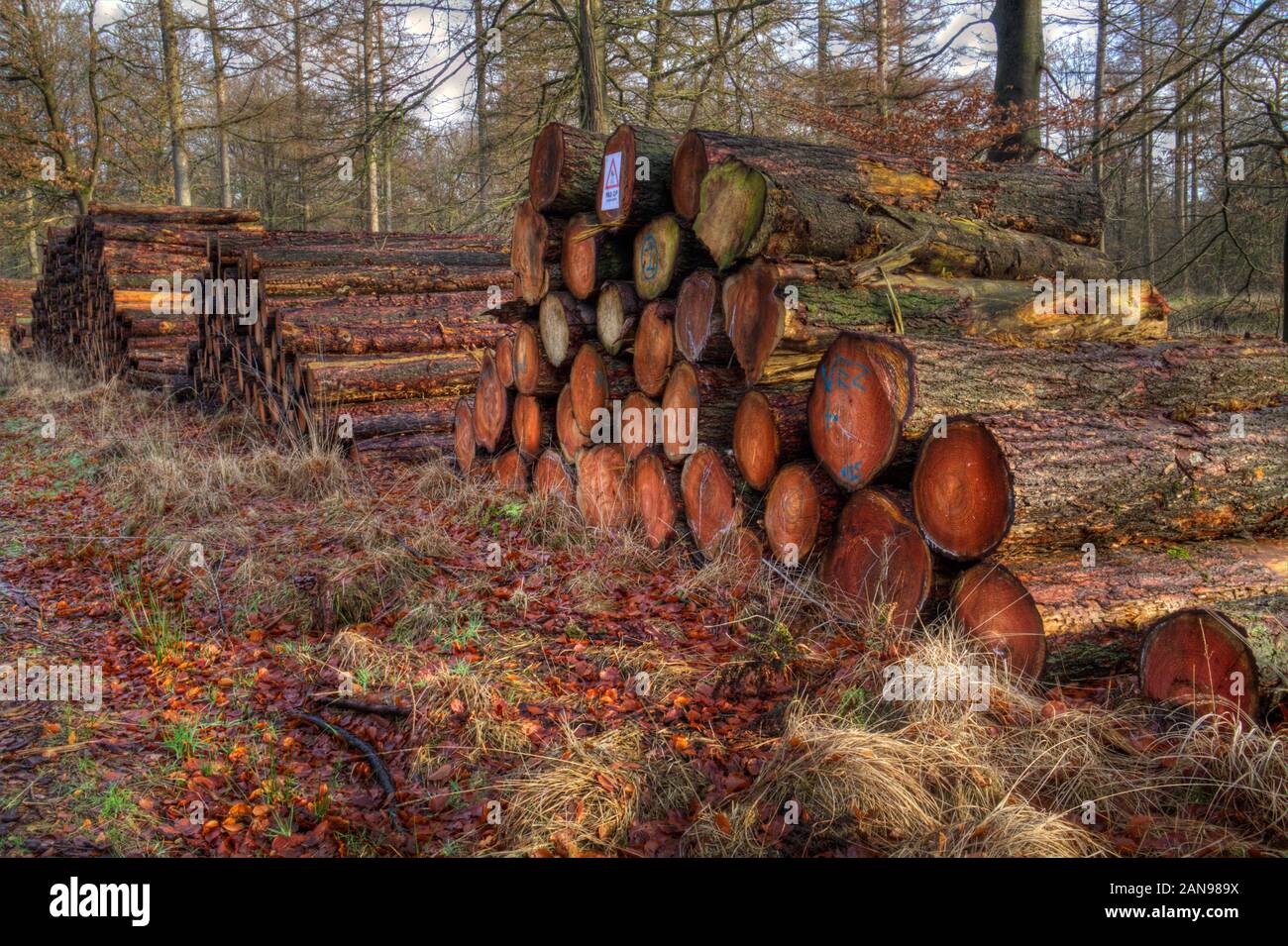 Harvest in forestry piles of tree stems along a path in the forest