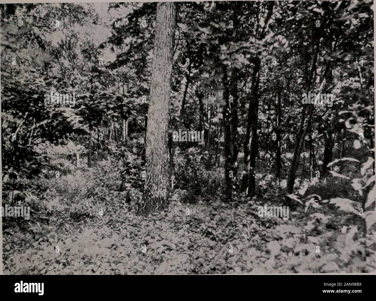 Bulletin . 12 Plate XVI. Fig-. 1. Marg-in of the artificial g-lade in the lowland forest of Bates woods, Station IV, c.The ground cover is larg-ely clearweed {Pilea). (Photograph. C. C. Adams.) Stock Photo