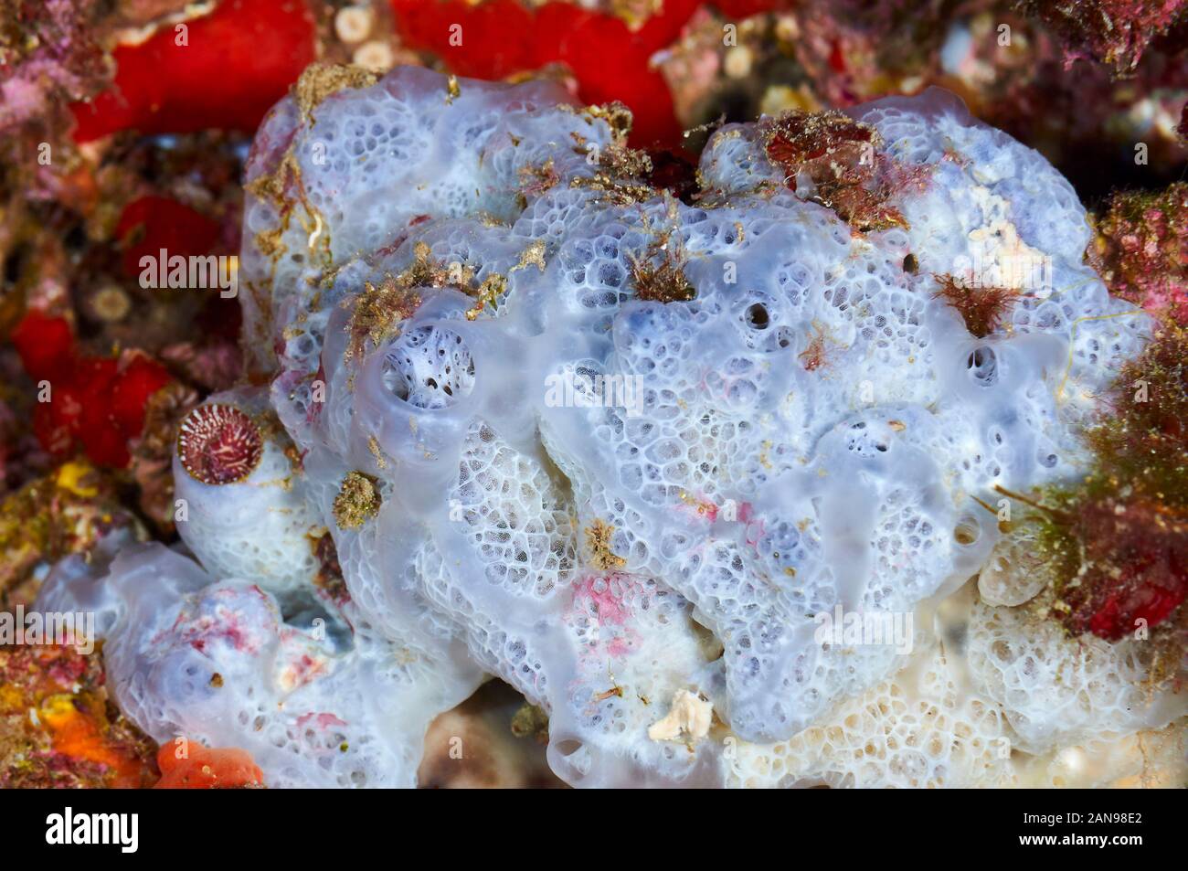 Bluish encrusting sponge (Phorbas tenacior) close-up in Ses Salines Natural Park (Formentera, Pityuses, Balearic Islands, Mediterranean Sea, Spain) Stock Photo