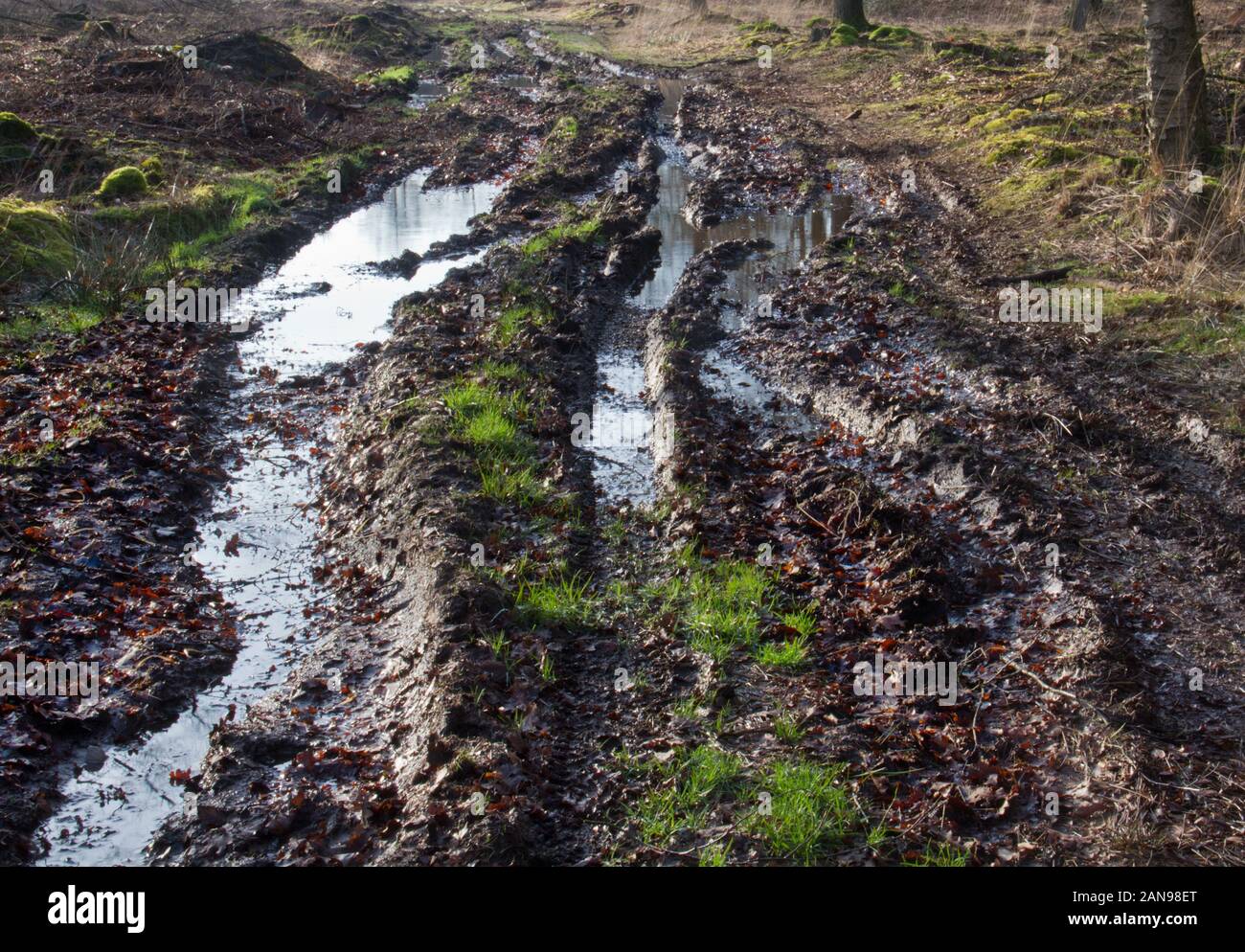 Bad road conditions: tire tracks in a very muddy path with puddles Stock Photo