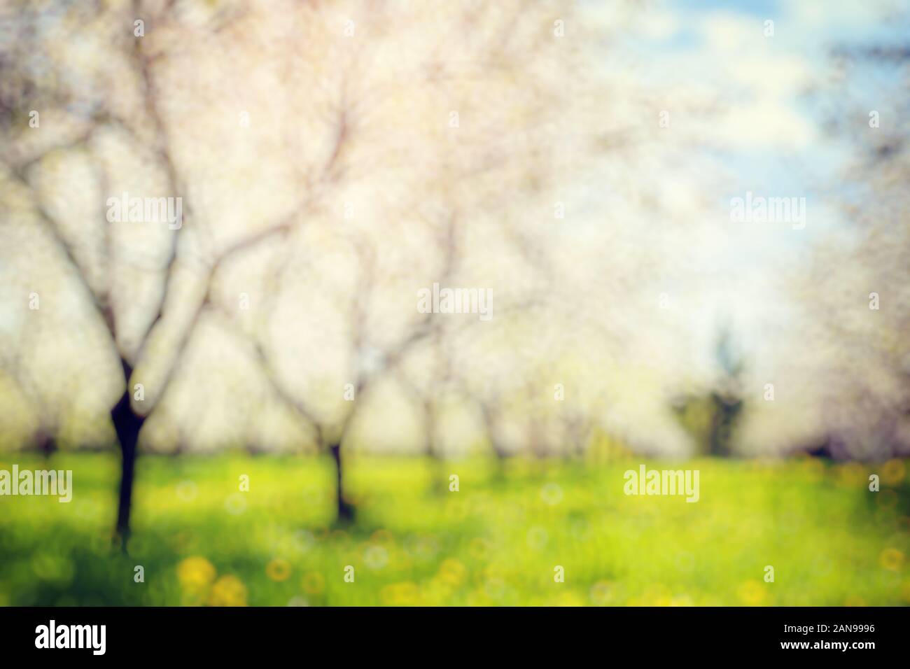 Blooming apple orchard in spring and blue sky. Retro filtered. Beauty world. Natural blurred background. Soft light effect. Stock Photo