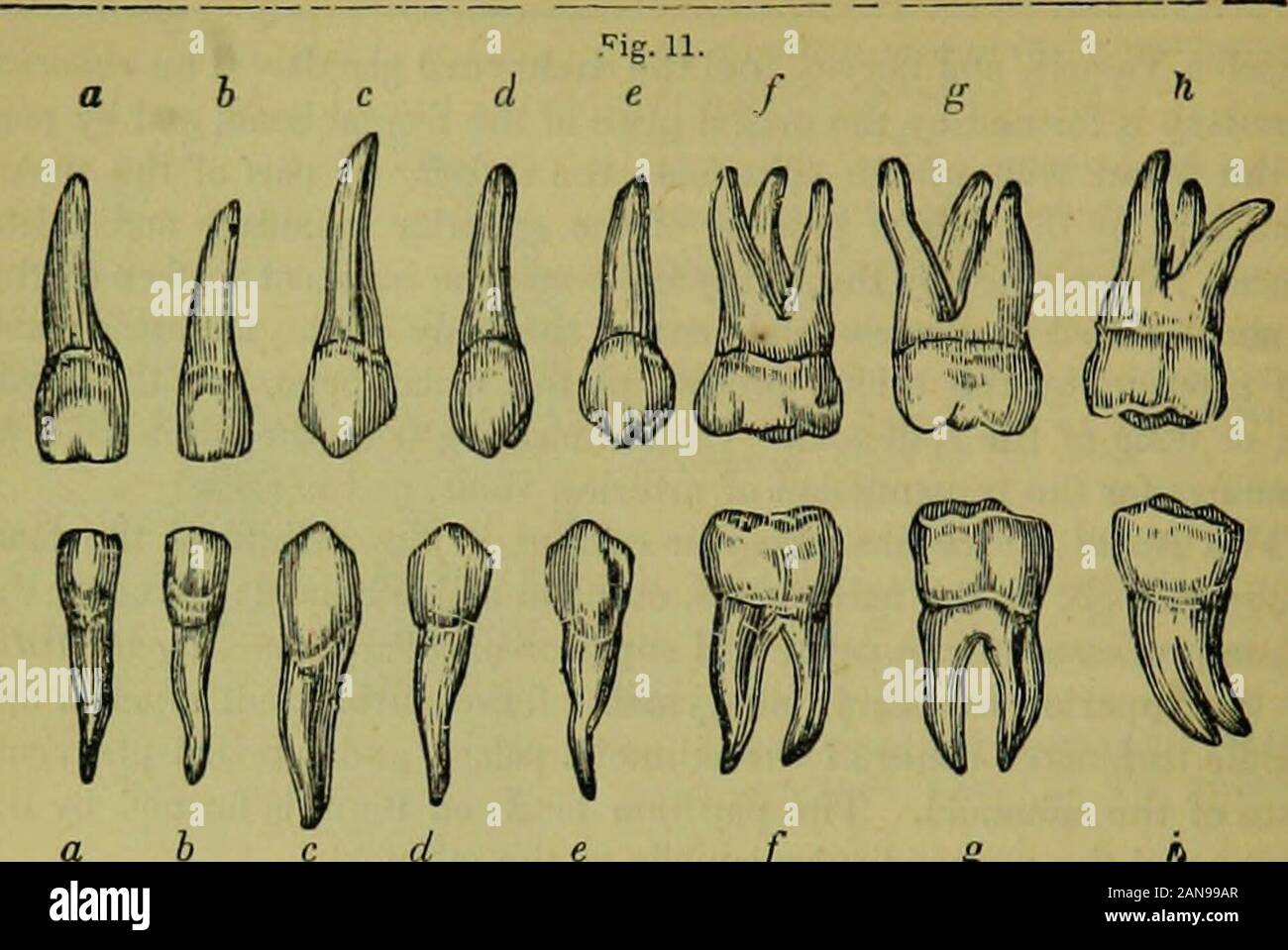 The hydropathic encyclopedia: a system of hydropathy and hygiene ...