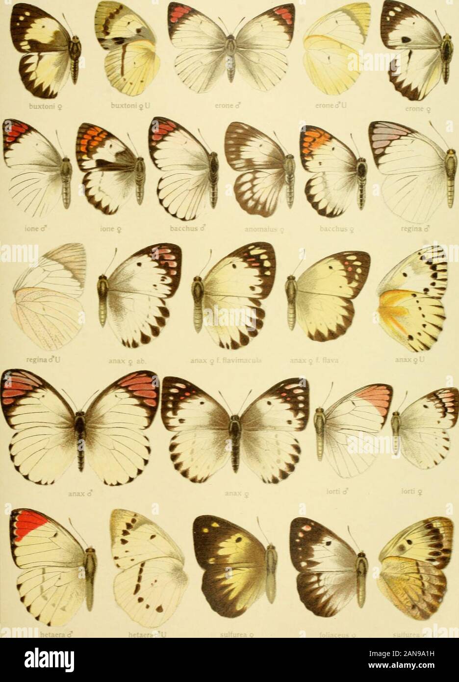 Die Gross-Schmetterlinge der Erde : eine systematische Bearbeitung der bis jetzt bekannten Gross-Schmetterlinge . jobiiia g U DuAlori! j looina &lt;^ »LM!)&lt;1 V I. dlUiUci Pars II. Fauna airicaiia xm TERACOLUS 17. Pars II. Pauna africana 1 XIII TERACOLUS 18 Stock Photo
