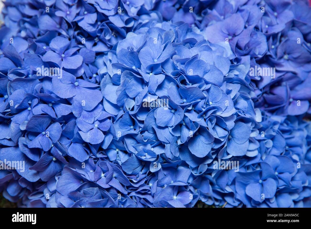 Blue Hydrangea Hydrangea macrophylla or Hortensia flower with dew in slight  color variations ranging from blue to purple. Shallow depth of field for  Stock Photo - Alamy