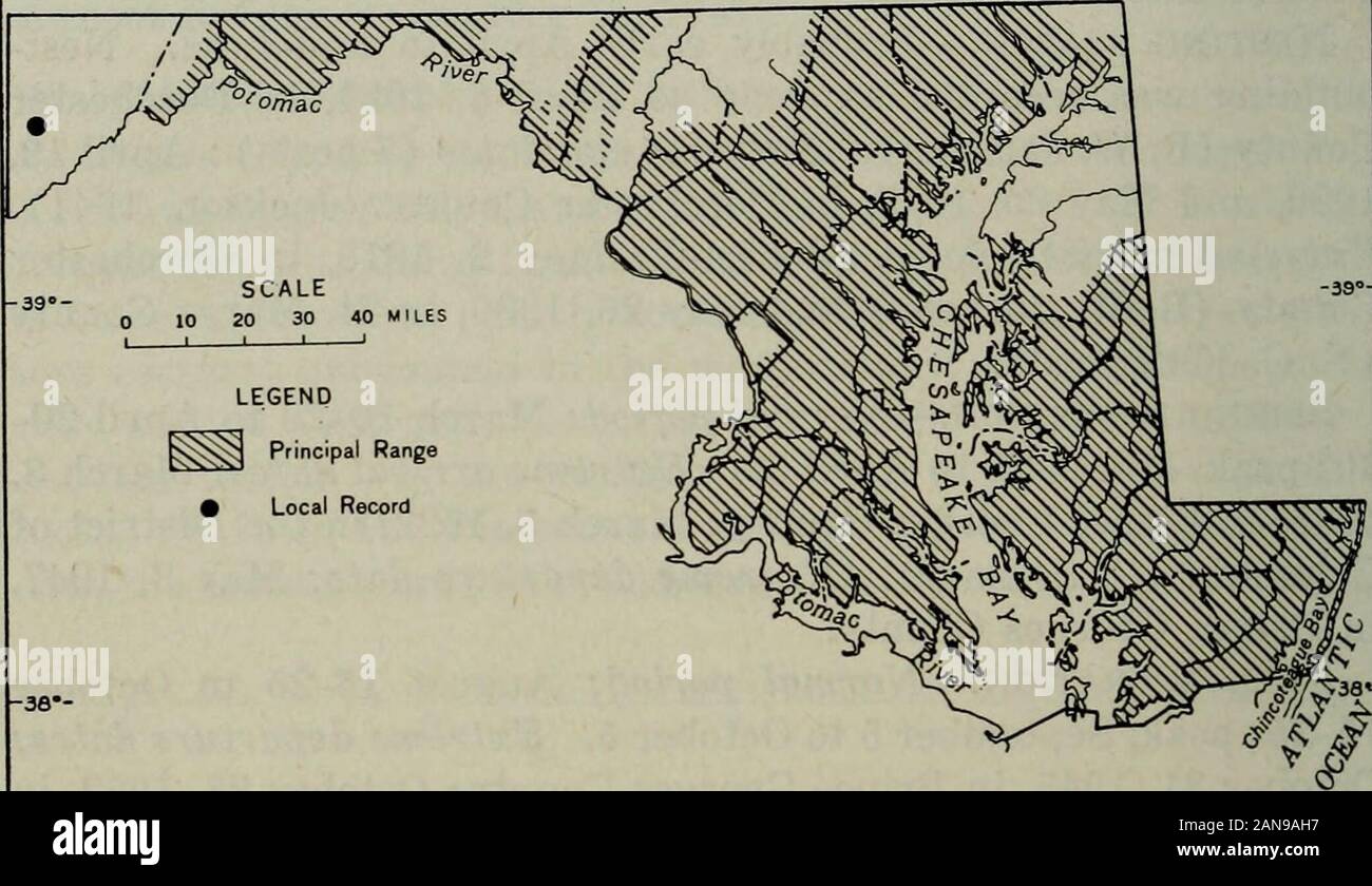 North American fauna . ch pine, scrub pine, and Spanish oak) in Prince Georges County in 1944.10 (2 in 20 acres) in mature scrub pine stand in Prince Georges County in1946. Maximum counts (nonbreeding).—Spring: 250 at Point Look-out, St. Marys County, on April 9, 1953 (J. Hailman) ; 50 inCharles County on March 29, 1953 (J. W. Terborgh); 15 atPatuxent Refuge on April 6, 1947. Fall: 20 at Patuxent Refugeon September 27, 1947. Winter (Christmas counts) : 11 in theOcean City area on December 27, 1955; 4 in the St. Michaels area,Talbot County, on December 29, 1953. 298 NORTH AMERICAN FAUNA 62, FIS Stock Photo